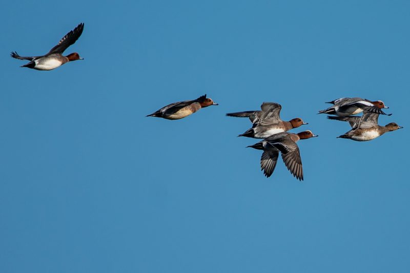 Vol de Canards siffleurs